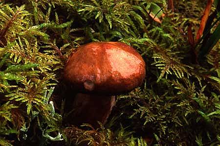 Paxillus involutusPhotographer:  David Mitchel