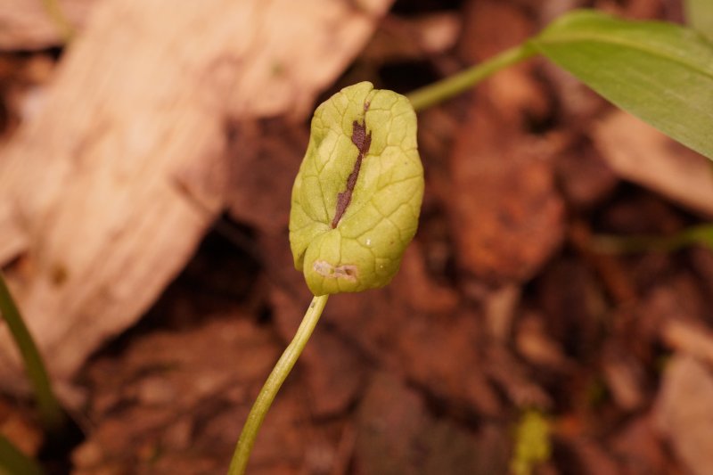 Peronospora ficariaePhotographer:  David Mitchel