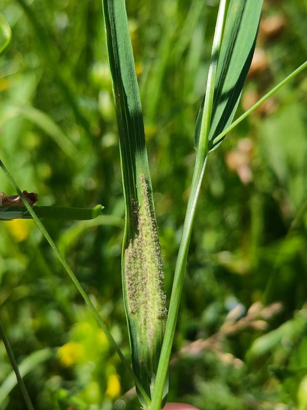 Peronospora fulvaPhotographer:  Jake Dalzell