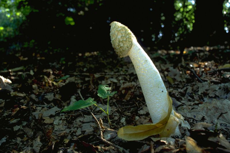 Phallus impudicus var. impudicusPhotographer:  Mark Wright