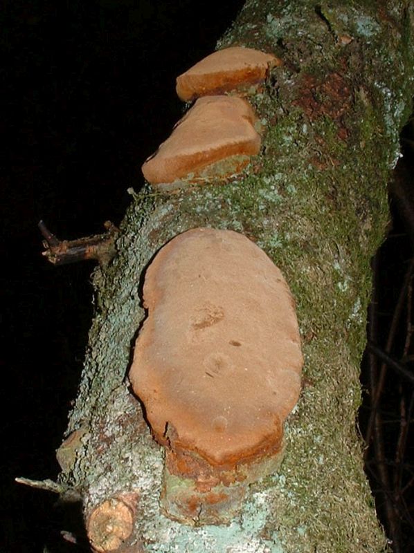 Phellinus pomaceusPhotographer:  Amelia Williams