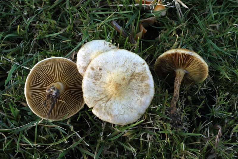 Pholiota conissansPhotographer:  David Mitchel