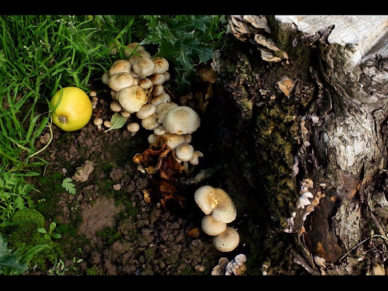 Pholiota gummosaPhotographer:  David Mitchel