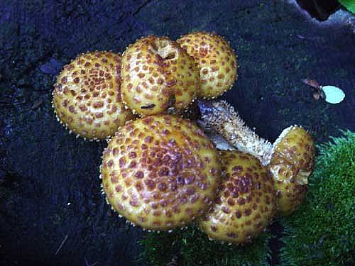 Pholiota limonellaPhotographer:  Joe Breen