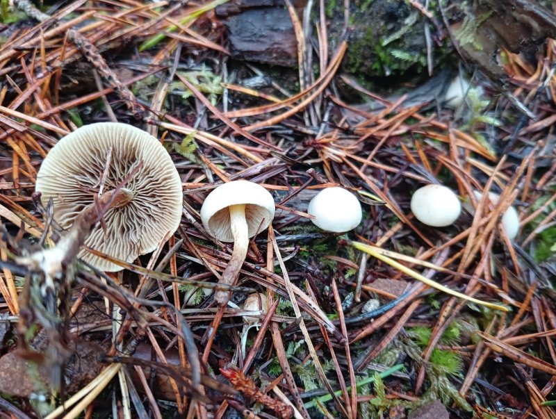Pholiota scambaPhotographer:  David Mitchel