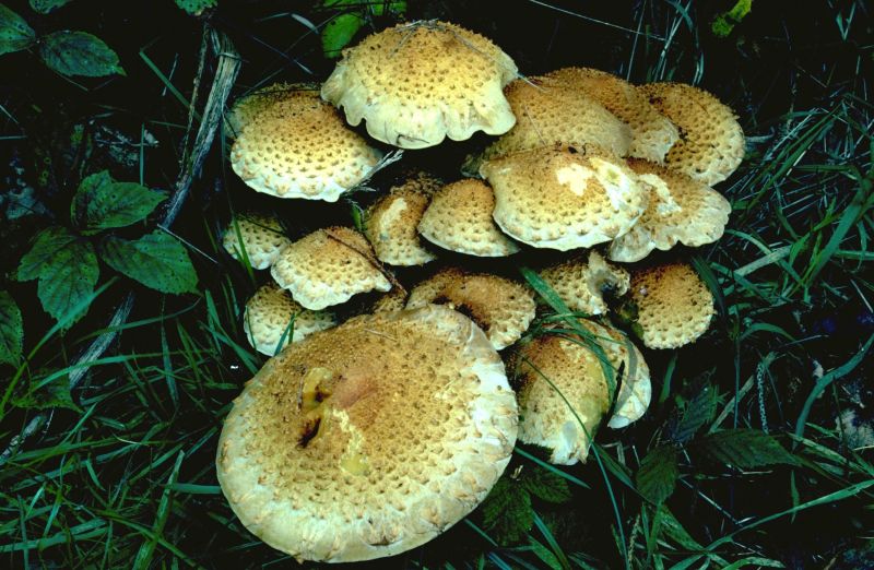 Pholiota squarrosaPhotographer:  David Mitchel