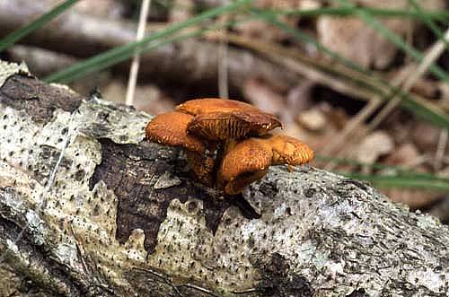 Pholiota tuberculosaPhotographer:  David Mitchel