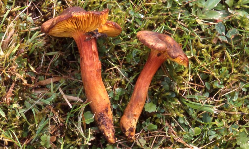 Phylloporus pelletieriPhotographer:  David Mitchel