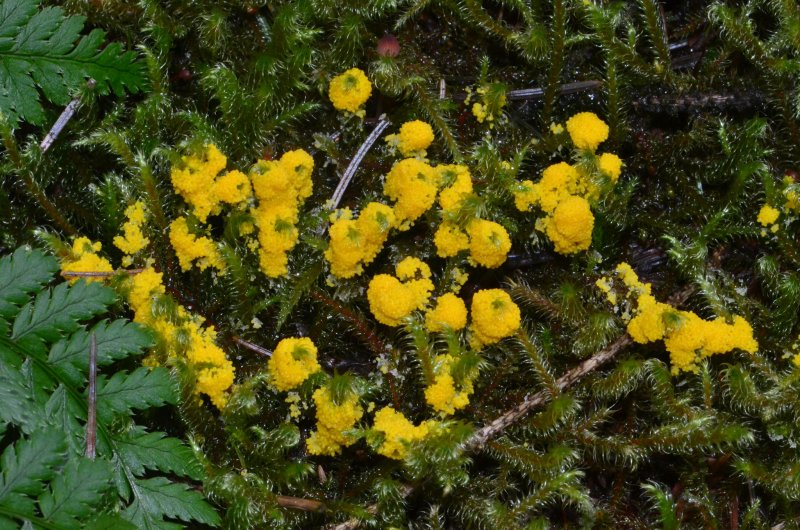 Physarum virescensPhotographer:  Chris Stretch