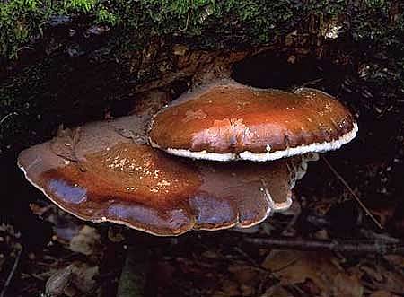 Fomitopsis betulinaPhotographer:  Roy Anderson