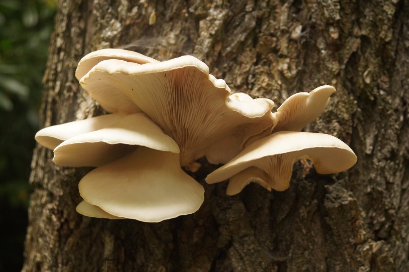 Pleurotus cornucopiaePhotographer:  David Mitchel