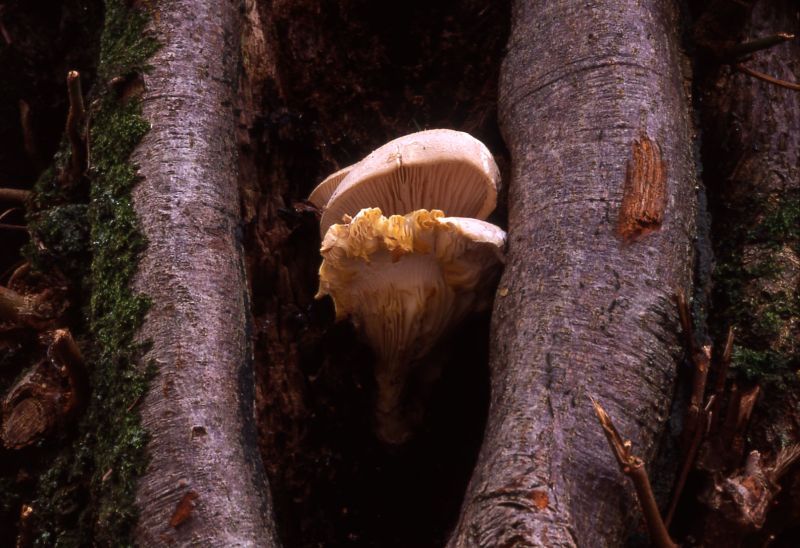 Pleurotus dryinusPhotographer:  David Mitchel