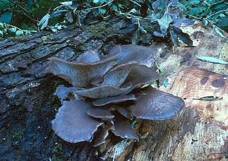 Pleurotus ostreatusPhotographer:  Ronnie Irvine