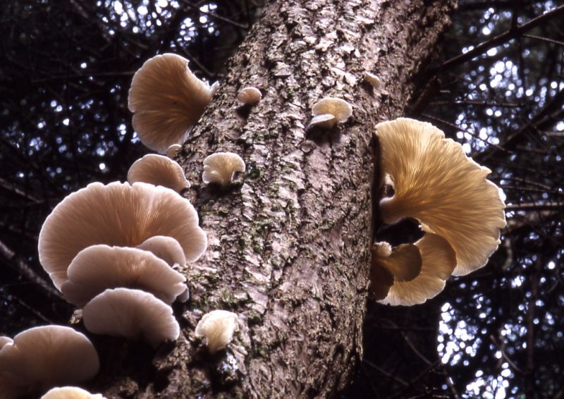 Pleurotus pulmonariusPhotographer:  David Mitchel