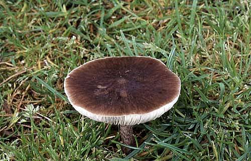 Pluteus cervinusPhotographer:  David Mitchel