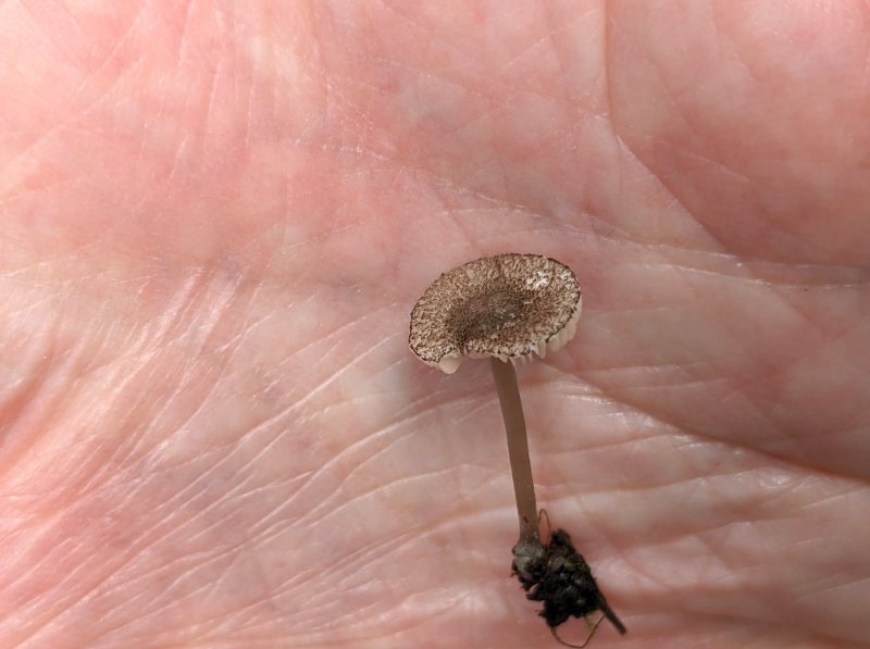 Pluteus hispidulusPhotographer:  Chris Stretch