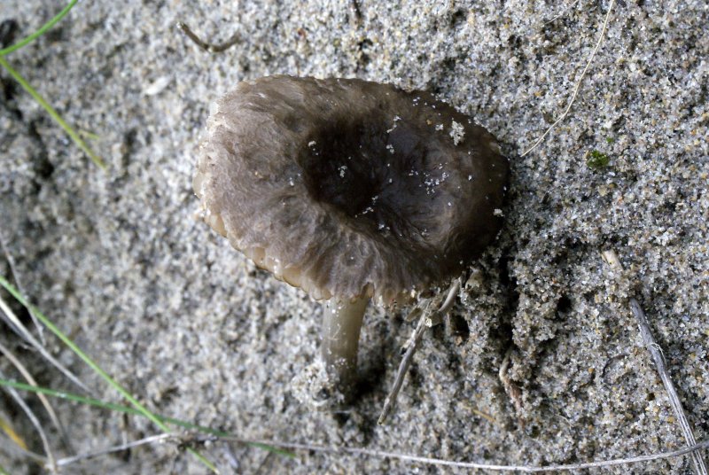 Pluteus nanusPhotographer:  David Mitchel