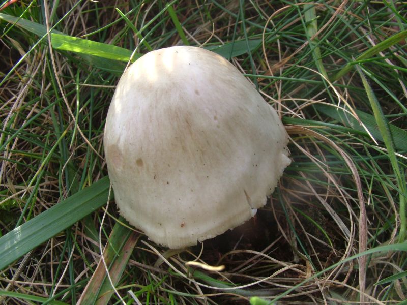 Pluteus plautusPhotographer:  David Mitchel