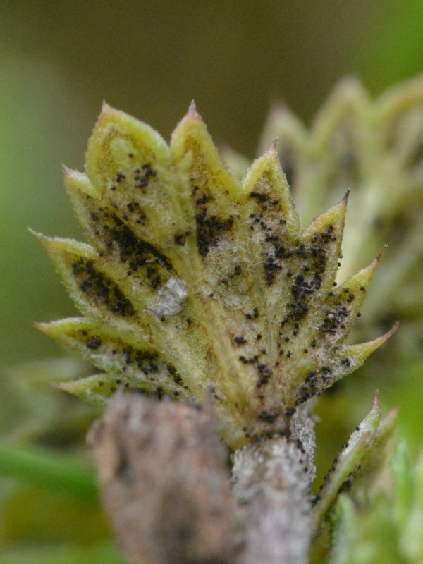 Podosphaera phtheirospermiPhotographer:  Jake Dalzell