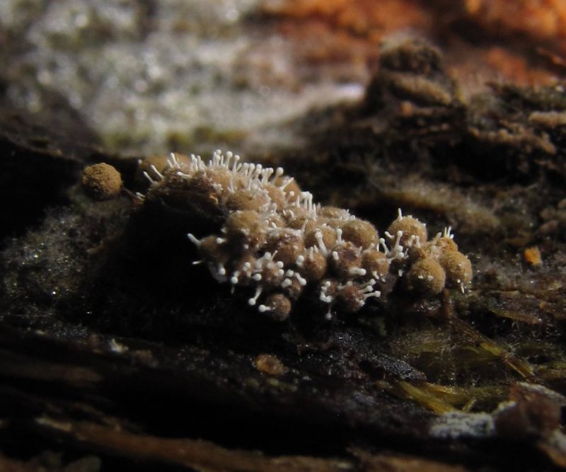 Polycephalomyces tomentosusPhotographer:  Debbie Nelson