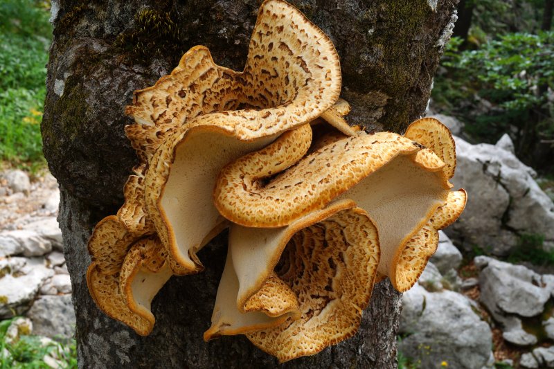 Polyporus squamosusPhotographer:  David Mitchel