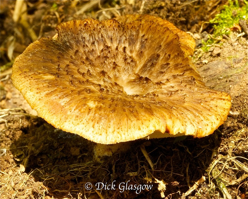 Polyporus tuberasterPhotographer:  Colin Glasgow