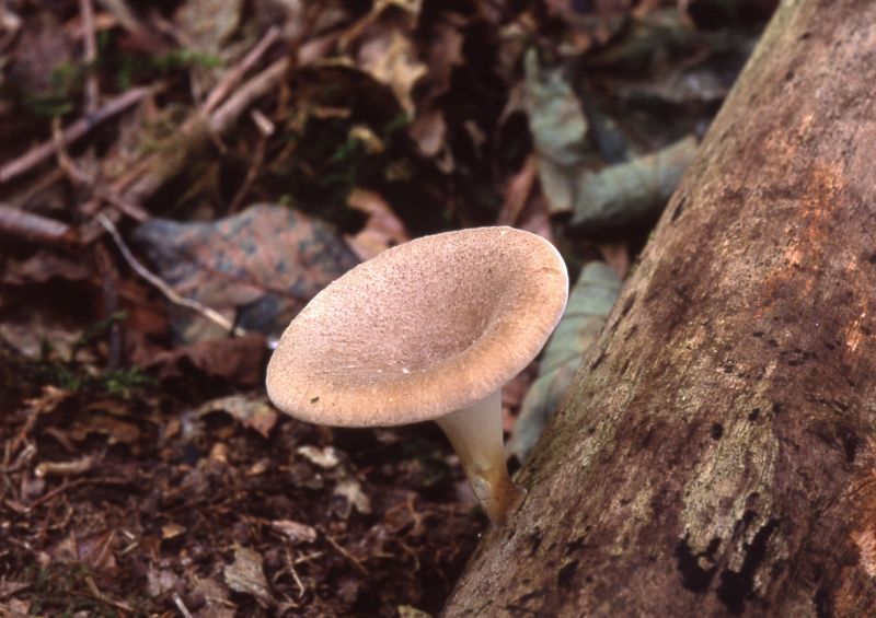 Polyporus leptocephalusPhotographer:  David Mitchel