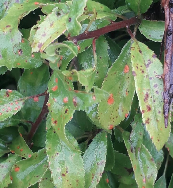 Polystigma rubrum subsp. rubrumPhotographer:  Kieran Connolly