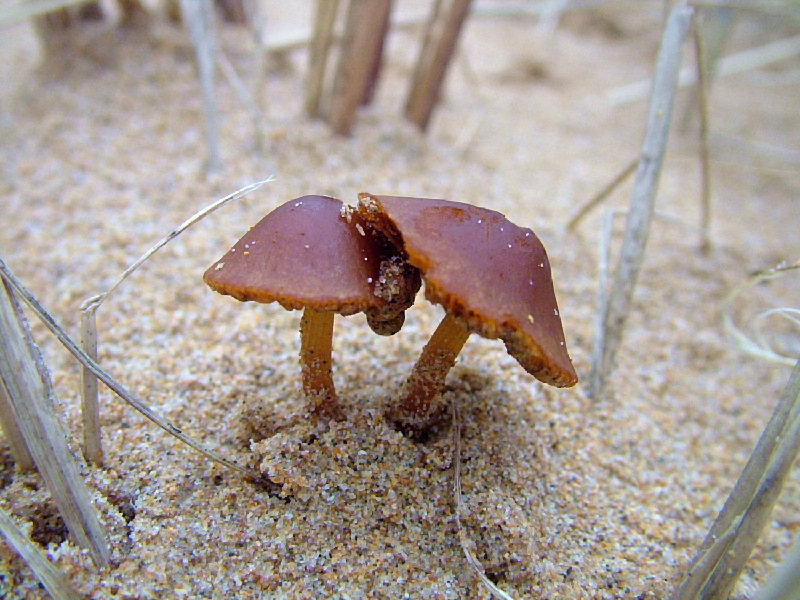 Psathyrella ammophilaPhotographer:  David Mitchel