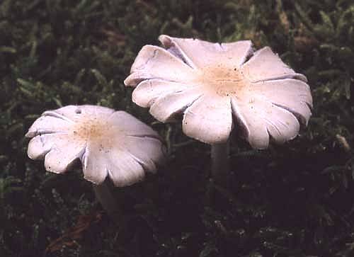 Candolleomyces candolleanusPhotographer:  David Mitchel