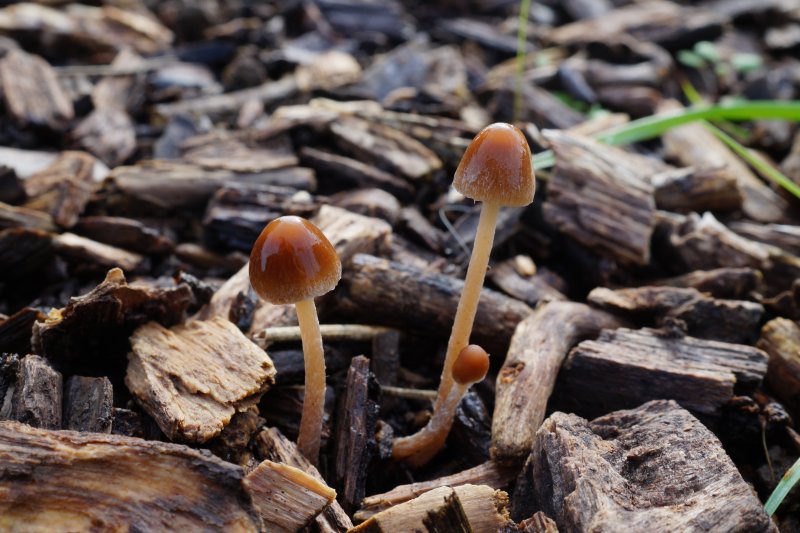 Psathyrella microrhizaPhotographer:  David Mitchel