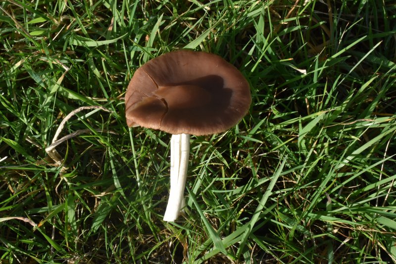 Psathyrella spadiceogriseaPhotographer:  David Mitchel