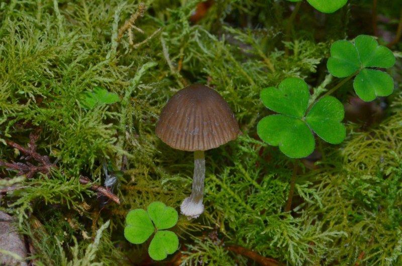 Psathyrella sphagnicolaPhotographer:  Chris Stretch