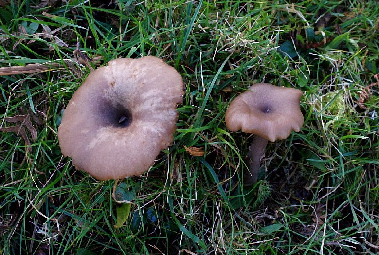 Pseudoclitocybe cyathiformisPhotographer:  David Mitchel