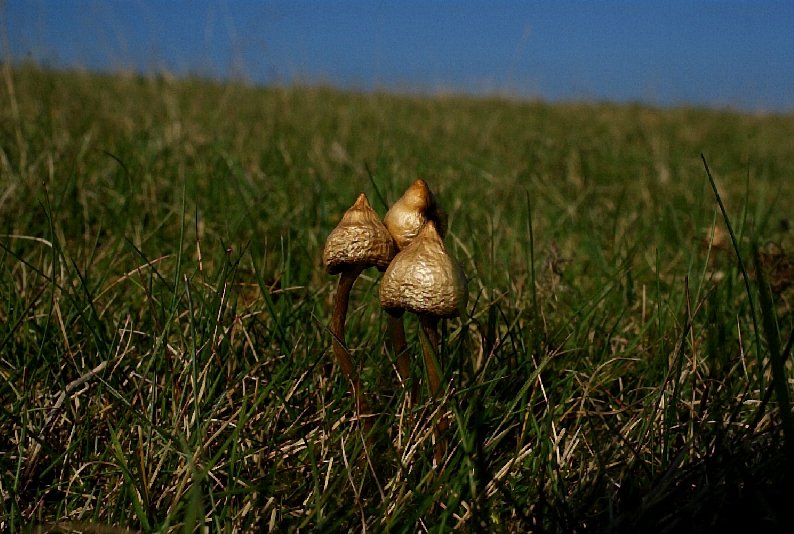 Psilocybe semilanceataPhotographer:  David Mitchel