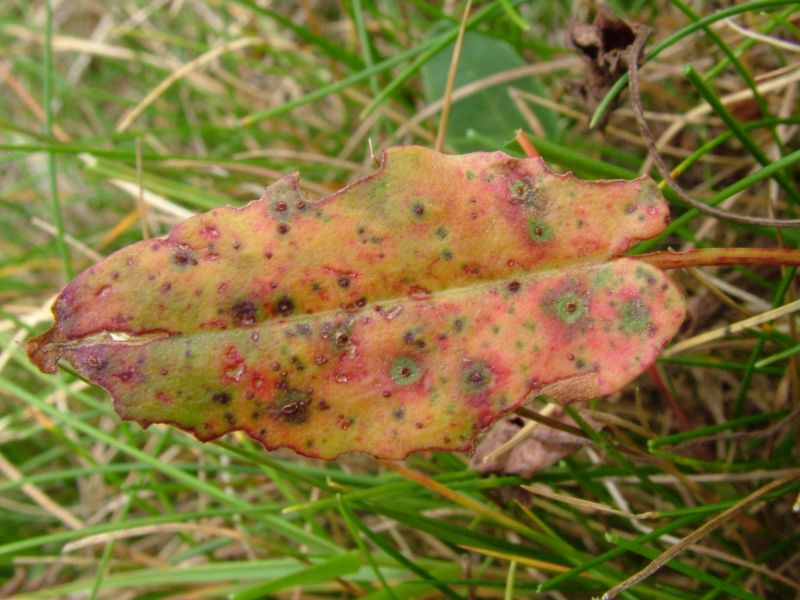 Puccinia acetosaePhotographer:  David Mitchel