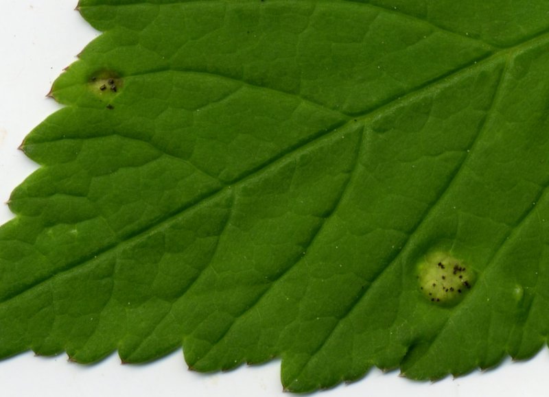 Puccinia aegopodiiPhotographer:  David Mitchel