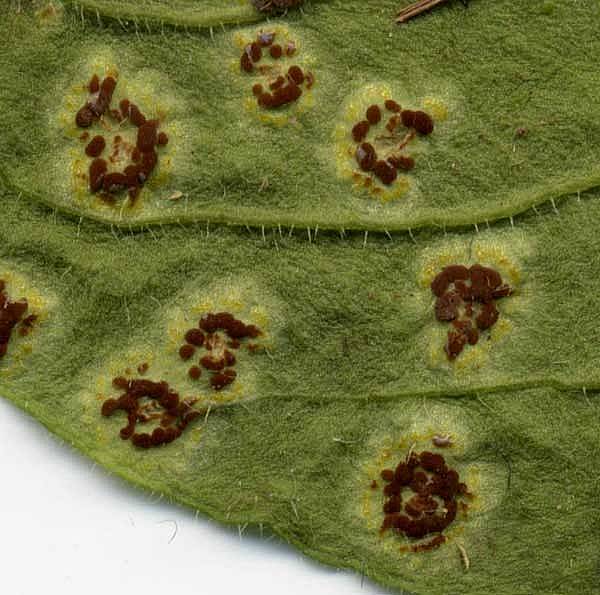 Puccinia arenariaePhotographer:  David Mitchel