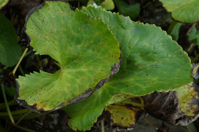 Puccinia calthaePhotographer:  David Mitchel