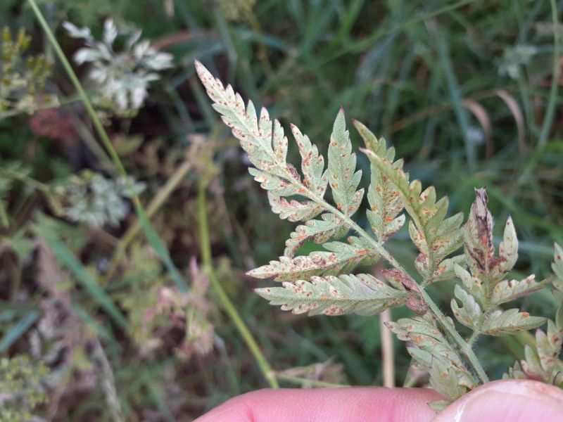 Puccinia chaerophylliPhotographer:  David Mitchel