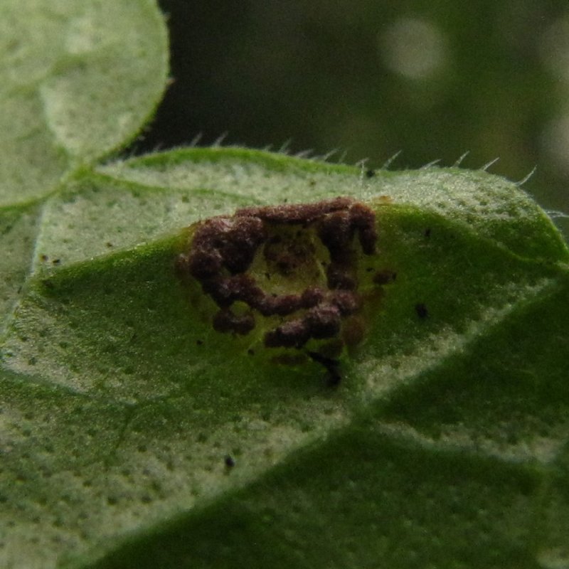 Puccinia glechomatisPhotographer:  Debbie Nelson