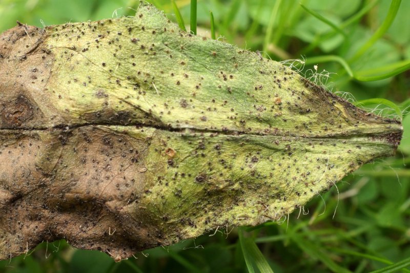 Puccinia hieracii var. hieraciiPhotographer:  David Mitchel