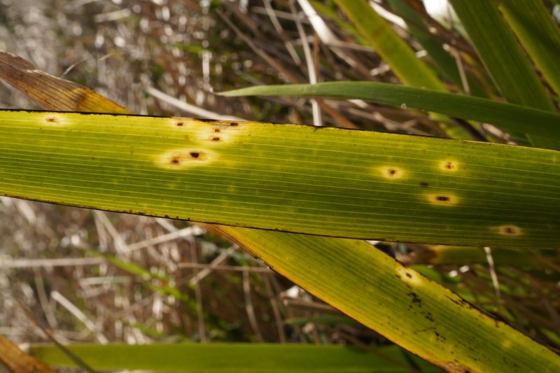 Puccinia iridisPhotographer:  David Mitchel