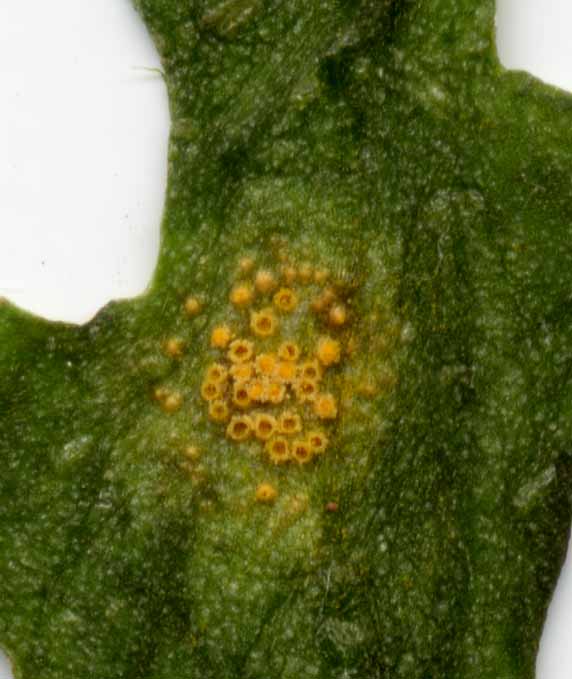 Puccinia lagenophoraePhotographer:  David Mitchel