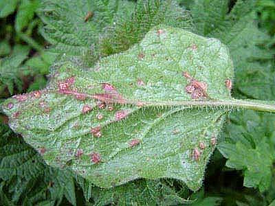 Puccinia lapsanaePhotographer:  Stuart Dunlop