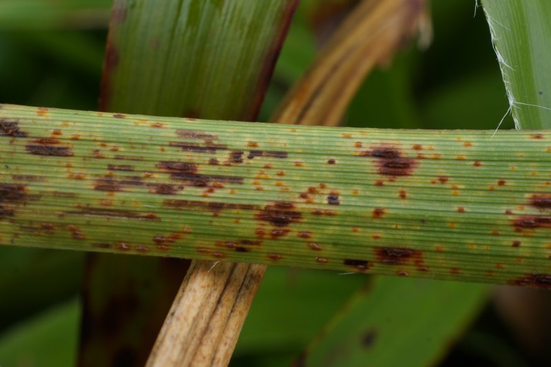 Puccinia obscuraPhotographer:  David Mitchel