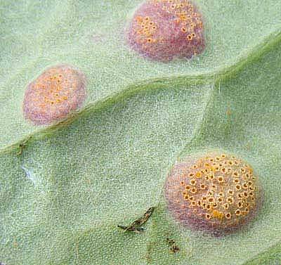 Puccinia poarumPhotographer:  Stuart Dunlop