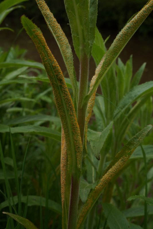 Puccinia pulverulentaPhotographer:  David Mitchel