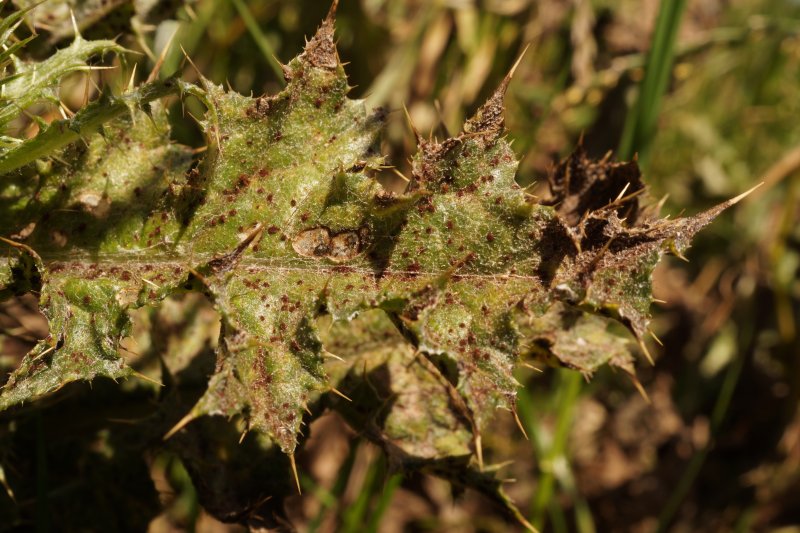 Puccinia punctiformisPhotographer:  David Mitchel