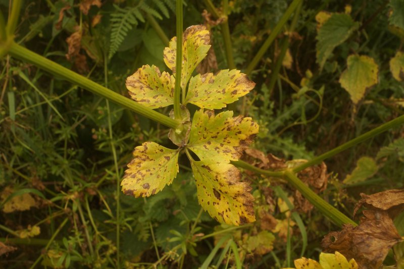 Puccinia smyrniiPhotographer:  David Mitchel